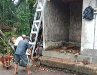 Lansia di Karangasem Luka-luka Akibat Pohon Aren Tumbang, Dievakuasi ke Rumah Sakit Pohon Tumbang