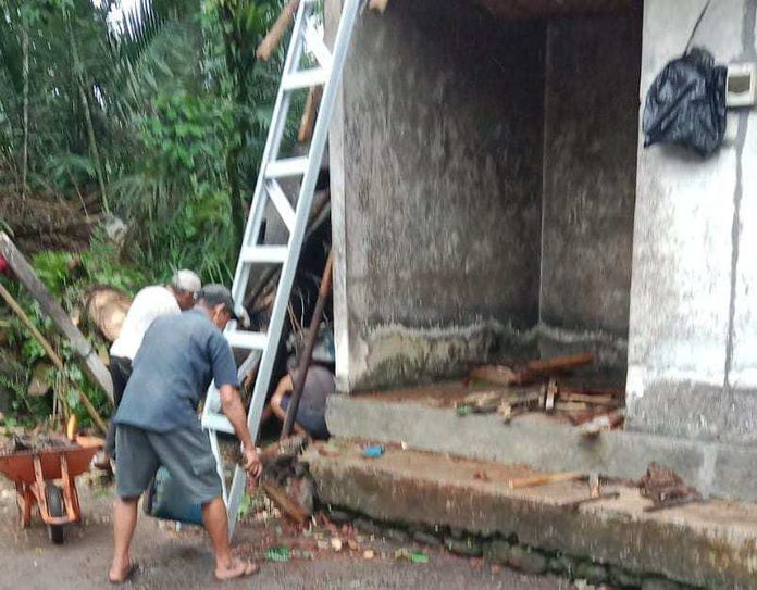 Pohon Tumbang