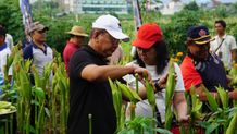 Bupati Sutjidra Dorong Pengembangan Jagung Arumba di Buleleng Pengembangan Jagung Arumba