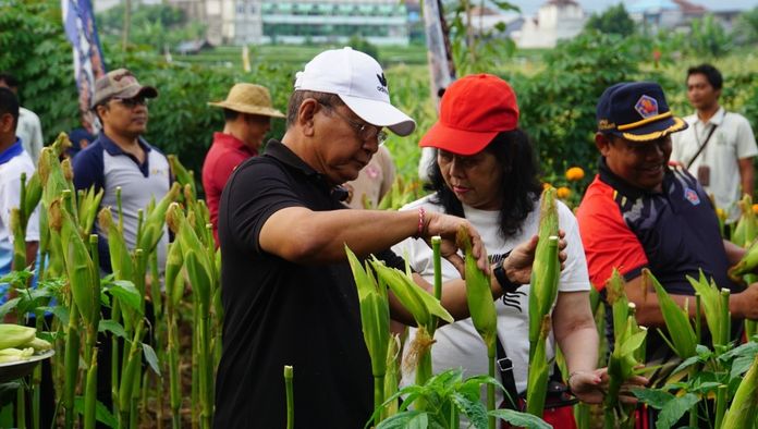 Pengembangan Jagung Arumba