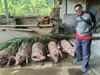 Jelang Galungan, Disperpa Badung Turunkan 62 Petugas Periksa Daging Babi Layak Konsumsi Babi