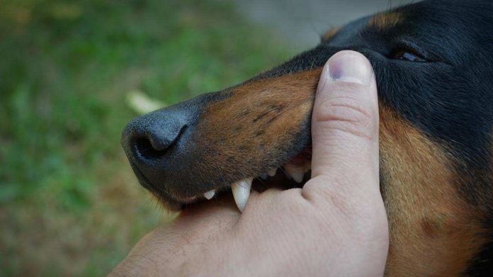 BaliPortalNews_ Gigit Anjing Gigit Anjing