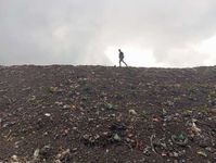Gunung Sampah di TPA Butus Ditanami Ketela dan Rumput Pakan Ternak Gunung Sampah