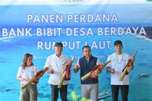 Kolaborasi PLN, Unud, dan Masyarakat Nusa Lembongan Wujudkan Kemandirian Ekonomi Melalui Panen Perdana Rumput Laut Rumput Laut