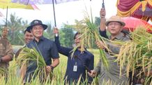 Panen Raya Padi di Sangsit, Bupati Sutjidra: Pertanian adalah Prioritas Utama Pembangunan Buleleng Panen Raya Padi