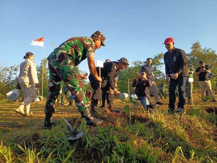 Pohon