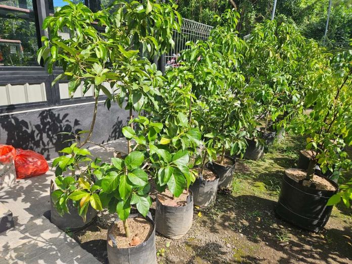 HUT Amlapura