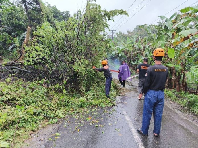 pohon tumbang