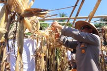 Pemkab dan Polres Buleleng Sinergi Tingkatkan Ketahanan Pangan Melalui Panen Jagung Serentak Panen Jagung Serentak