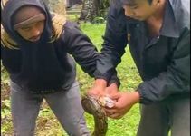 Ular Piton Bermunculan di Tepian Danau Buyan Ular Piton