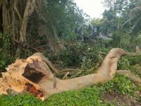 Pelinggih di Pura Penataran Agung Jeroan Tertimpa Dahan Pohon Kayu Putih Berusia Ratusan Tahun Dahan Kayu