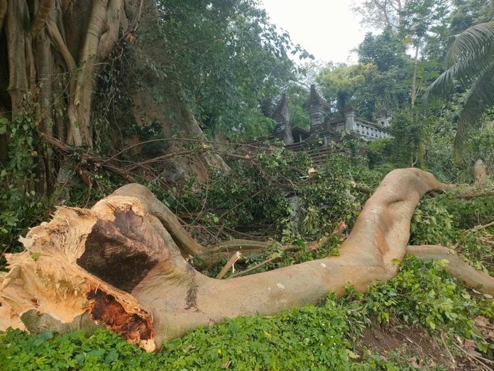BaliPortalNews_ Dahan Kayu Dahan Kayu