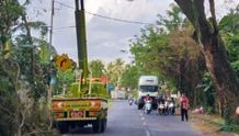 DLH Karangasem Percepat Pemangkasan Pohon Perindang di Jalur Vital Pohon
