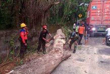 Truk Kontainer Tertimpa Pohon Tumbang di Jalur Tulamben, Arus Lalu Lintas Sempat Tersendat Pohon Tumbang