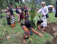 Korban Tajen di Denpasar Berasal dari Antiga Karangasem Tajen