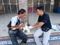 Tabanan Masuk Kategori Rendah Kasus Rabies di Bali, Vaksinasi Terus Dikebut Vaksinasi Rabies