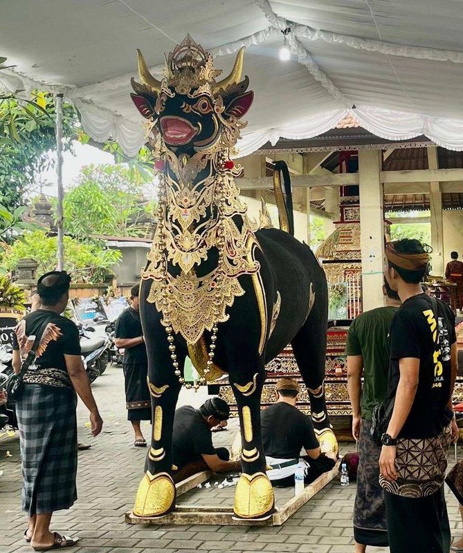 BaliPortalNews_ Lembu Hitam Lembu Hitam