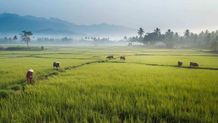 Sawah di Karangasem Terus Menyusut, Setahun 161 Hektar Beralih Fungsi Sawah