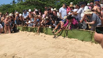 Pelepasan tukik