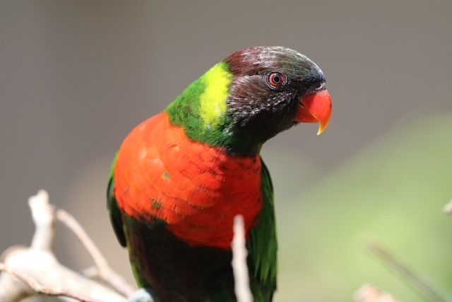 Perkici Dada Merah