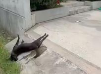Anjing Baru Melahirkan di Karangasem Dibunuh, Kasus Viral di Medsos Anjing Baru Melahirkan di Karangasem Dibunuh, Kasus Viral di Medsos