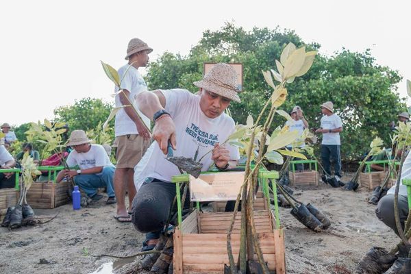 ITDC Tanam 320 Mangrove di Pulau Pudut sebagai Wujud Komitmen terhadap Sustainable Tourism Development