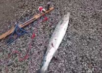 Spearfishing Berujung Tragis, Pria 25 Tahun Tewas di Perairan Tianyar Karangasem Tembak Ikan