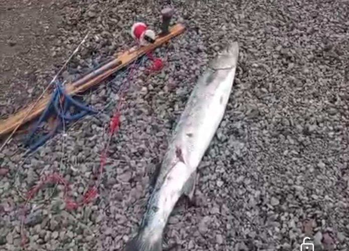 BaliPortalNews_ Tembak Ikan Tembak Ikan