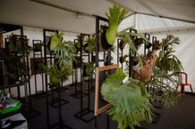 Aneka Jenis Simbar Dipamerkan dalam Mangupura Platycerium Exhibition Aneka Jenis Simbar Dipamerkan dalam Mangupura Platycerium Exhibition