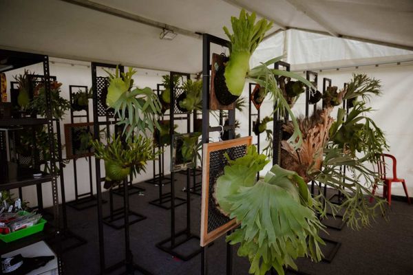 Aneka Jenis Simbar Dipamerkan dalam Mangupura Platycerium Exhibition