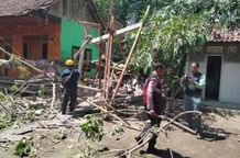 Akar Lapuk, Pohon 30 Meter Roboh Timpa Rumah dan Pelinggih di Karangasem Akar Lapuk, Pohon 30 Meter Roboh Timpa Rumah dan Pelinggih di Karangasem