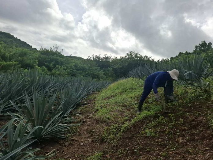 Perkebunan Agave di Nusa Penida. Klungkung. Sumber Foto : Istimewa