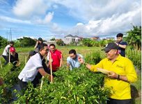 Panen Cabai di Subak Cuculan, Perkuat Pengendalian Inflasi dan Pendapatan Petani Denpasar Panen Cabai di Subak Cuculan, Perkuat Pengendalian Inflasi dan Pendapatan Petani Denpasar
