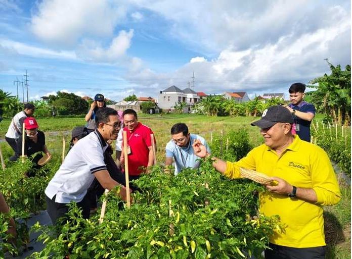 BaliPortalNews_ subak Panen Cabai di Subak Cuculan, Perkuat Pengendalian Inflasi dan Pendapatan Petani Denpasar
