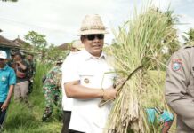 Panen Padi Bersama Wabup Pandu Lagosa, Subak Yeh Sayang Catat Produktivitas Tinggi Panen Padi Bersama Wabup Pandu Lagosa, Subak Yeh Sayang Catat Produktivitas Tinggi