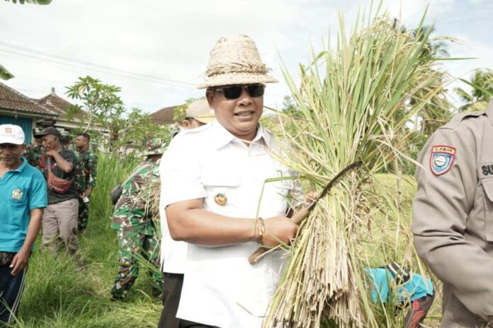 Panen Padi Bersama Wabup Pandu Lagosa, Subak Yeh Sayang Catat Produktivitas Tinggi