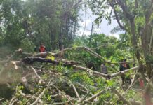 Pohon Tumbang Timpa Dua Sepeda Motor Warga Seraya Timur, Kerugian Capai Rp10 Juta Pohon Tumbang Timpa Dua Sepeda Motor Warga Seraya Timur, Kerugian Capai Rp10 Juta