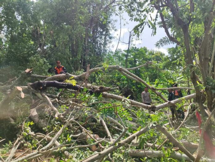 Pohon Tumbang Timpa Dua Sepeda Motor Warga Seraya Timur, Kerugian Capai Rp10 Juta