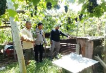 Bapak dan Anak di Banyupoh, Buleleng Kehilangan Ternak Babi Polisi saat mengecek ke TKP hilangnya anak babi milik warga di Banjar Dinas Geria, Desa Banyupoh, Kecamatan Gerokgak, Buleleng pada Jumat (23/1/2026). Sumber Foto : Istimewa