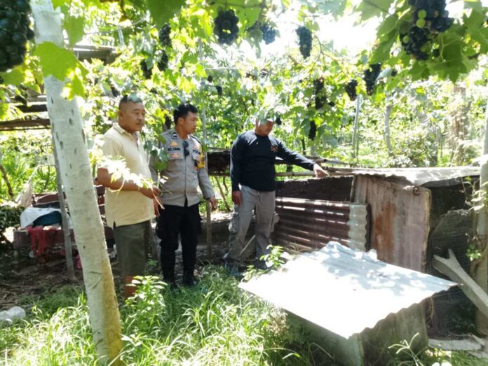 BaliPortalNews_ cek TKP babi hilang Polisi saat mengecek ke TKP hilangnya anak babi milik warga di Banjar Dinas Geria, Desa Banyupoh, Kecamatan Gerokgak, Buleleng pada Jumat (23/1/2026). Sumber Foto : Istimewa