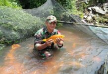 Babinsa Babahan dan Kelompok Mina Anugrah Lestari Panen Ikan Karper, Dorong Ketahanan Pangan Lokal Panen Ikan Karper