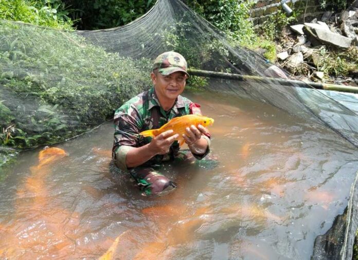 Panen Ikan Karper