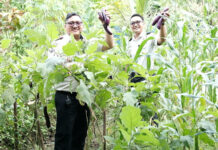 Dukung Ketahanan Pangan, Program Pembinaan Lapas Tabanan Hasilkan Panen Jagung dan Terong Lapas Tabanan