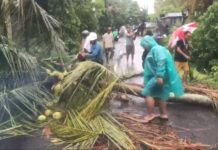 Diguyur Hujan dan Angin Kencang, Pohon Kelapa Tumbang Menutup Badan Jalan Diguyur Hujan dan Angin Kencang, Pohon Kelapa Tumbang Menutup Badan Jalan