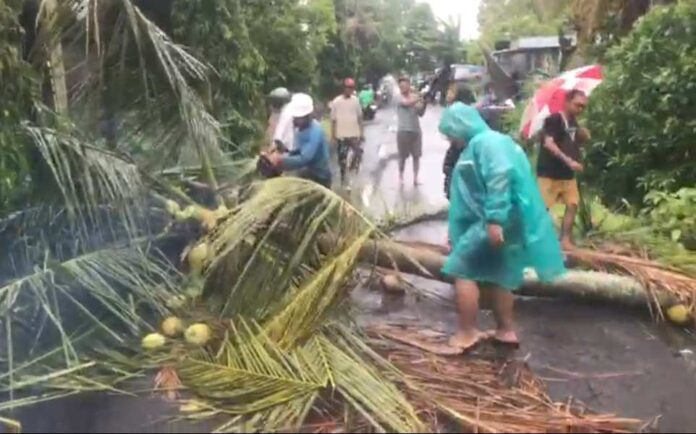 Diguyur Hujan dan Angin Kencang, Pohon Kelapa Tumbang Menutup Badan Jalan