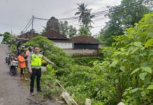 Truk Box Terjun ke Jurang di Jembatan Tukad Timbul Truk Box Terjun ke Jurang di Jembatan Tukad Timbul