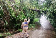 Diguyur Hujan dan Angin Kencang, Pohon Tumbang Melintang di Ganter Diguyur Hujan dan Angin Kencang, Pohon Tumbang Melintang di Ganter