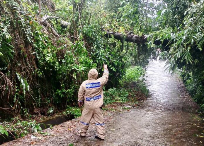 Diguyur Hujan dan Angin Kencang, Pohon Tumbang Melintang di Ganter