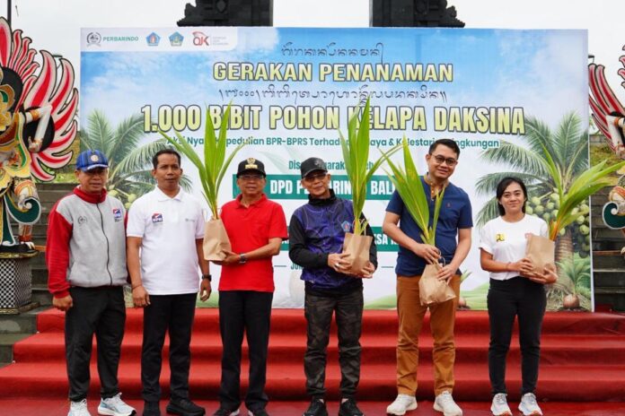 Tanam Bibit Kelapa Daksina