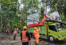 Pohon Tumbang Timpa Truk di Jalur Sanghyang Ambu Pohon Tumbang Timpa Truk di Jalur Sanghyang Ambu